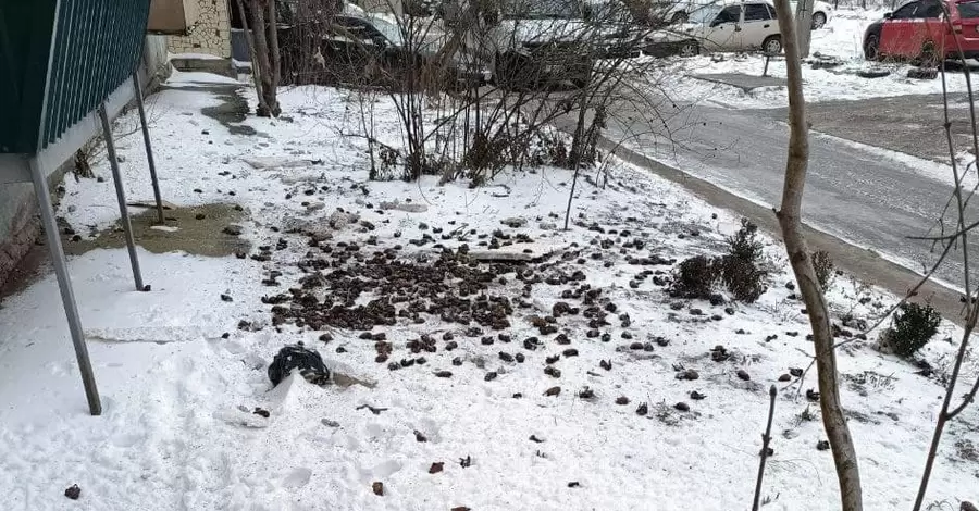 В Полтаве с восьмого этажа выбросили больше полутора тысяч летучих мышей