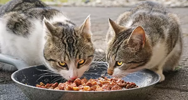 Факт. Як вибрати корм для котів