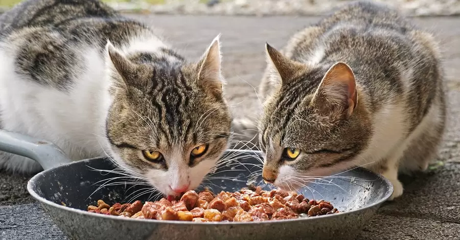 Факт. Як вибрати корм для котів