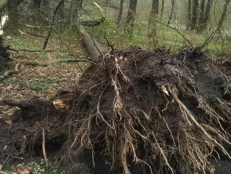 Вітер повалив сім дерев у львівському парку, а синоптики прогнозують ще більші пориви