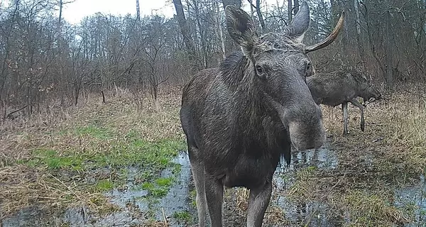 На Прикарпатье фотоловушка зафиксировала краснокнижного лося