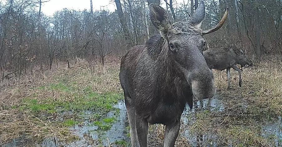 На Прикарпатті фотопастка зафіксувала червонокнижного лося