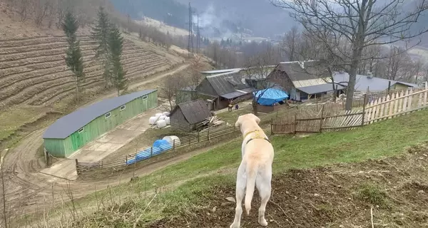 У найвисокогірнішому районі України вирощуватимуть італійські сорти винограду