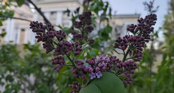 В Киеве и Одессе необычно рано зацвела сирень