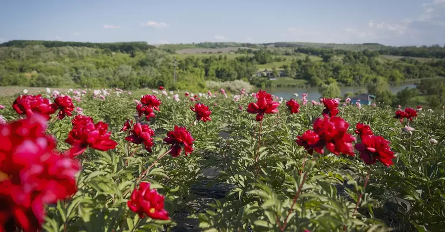 В Холодном Яру цветет долина пионов – две с половиной тысячи ароматных кустов
