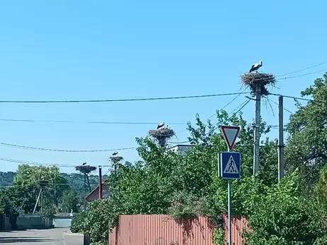 Королевство аистов под Киевом: когда птицы вместе взлетают – небо чернеет