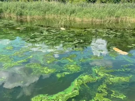 На березі Дніпровського водосховища знайшли мертвими 18 тисяч сомів