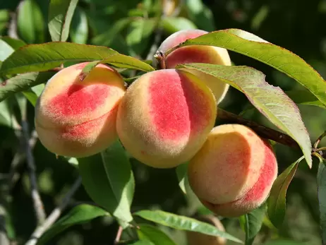 Обираємо найсмачніші персики: жовті - кислуваті, білі - соковиті, а інжирні смакують дітям