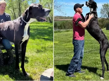 У США за кілька днів після реєстрації рекорду помер найвищий собака у світі 