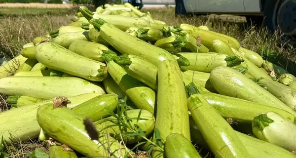 Ще той фрукт! Кабачок покращує зір і травлення, але може викликати алергію 