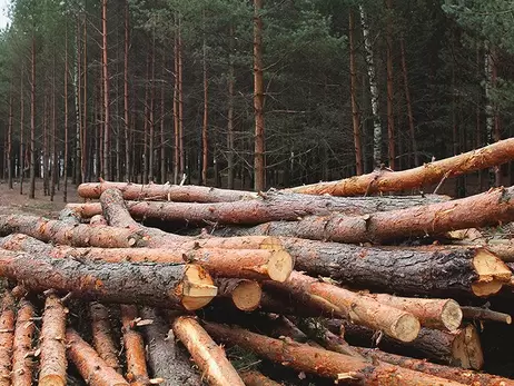 Поселковый совет на Ровенщине заплатил почти 3 млн грн за незаконную вырубку деревьев
