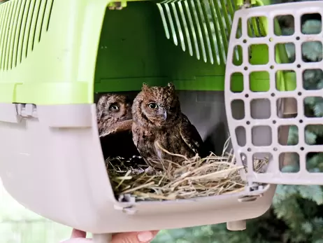 У Київському зоопарку облаштували нове житло для сов, врятованих ЗСУ