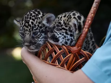 Жители Харькова выбрали имена для новорожденных ягуаров зоопарка