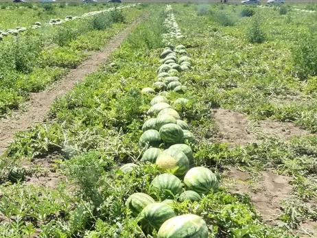 Херсонські фермери: Забудьте про наші кавуни та помідори – їх не буде найближчими роками