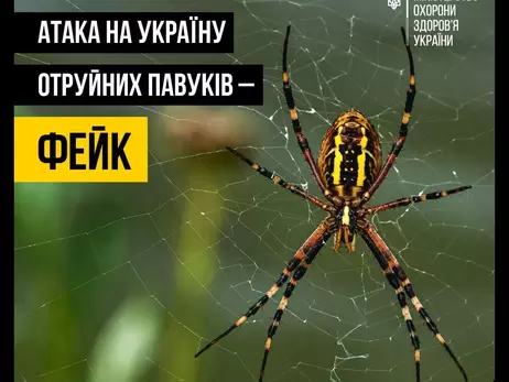 МОЗ спростувало російський фейк про нашестя отруйних павуків в Україні