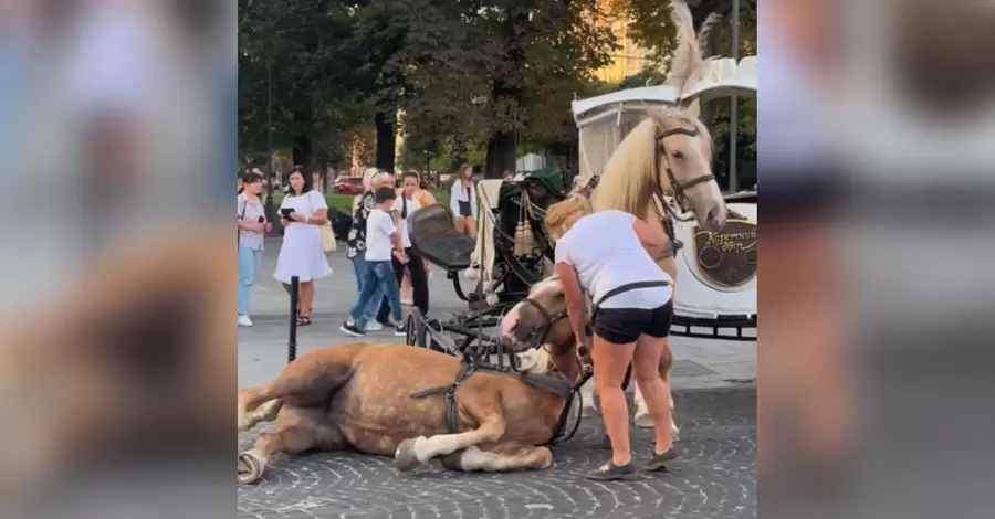 Во Львове временно запретили каретный бизнес после падения лошади