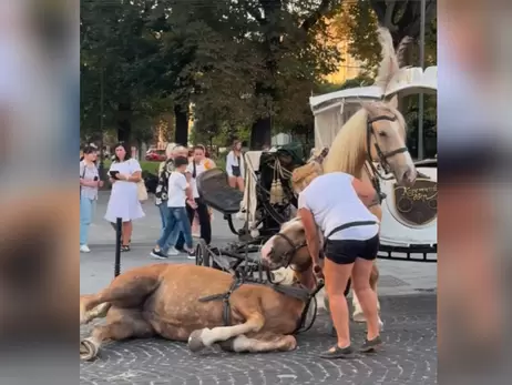 У Львові тимчасово заборонили каретний бізнес після падіння коня