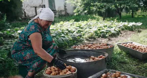 «Циганка», «П'яниця» та «Пікассо»: якими сортами славиться картопляна столиця України