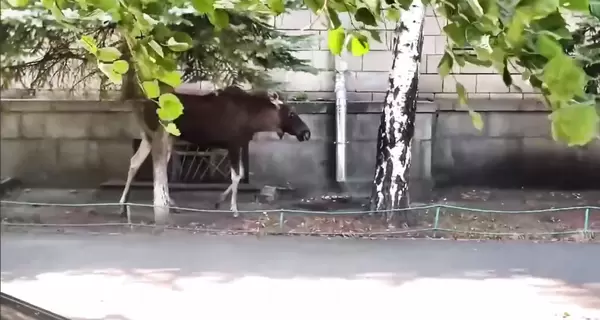 Лоси в городе: из-за чего сохатые престали бояться людей и почему важно их не пугать  