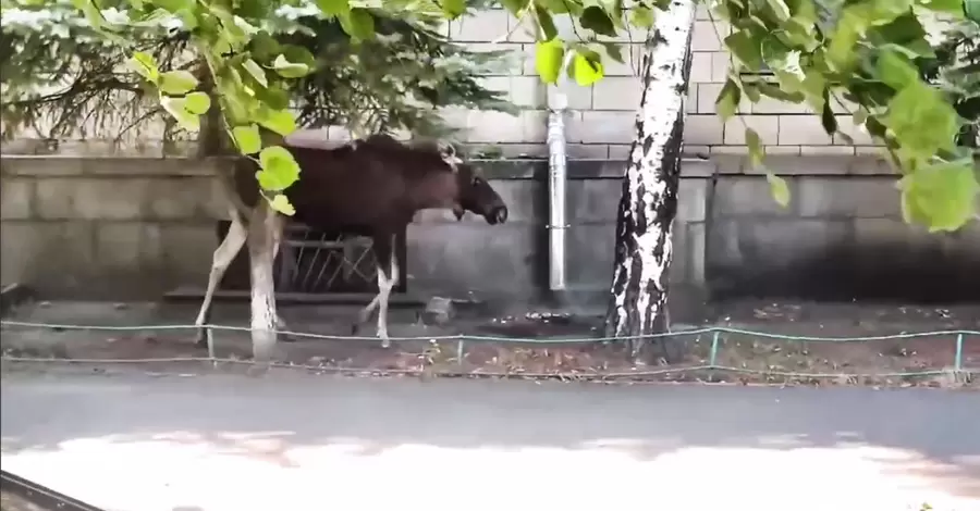 Лоси в городе: из-за чего сохатые престали бояться людей и почему важно их не пугать  