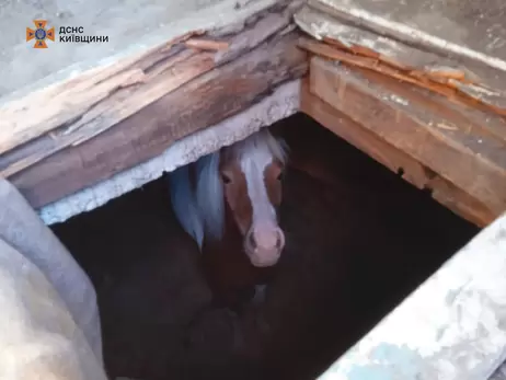 На частной ферме в Киевской области спасли провалившегося в погреб пони