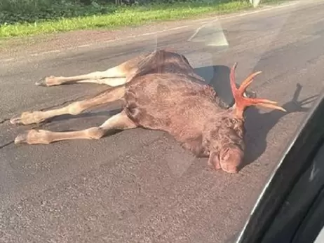 За вбивство лося на трасі водій заплатить 130 тисяч гривень штрафу