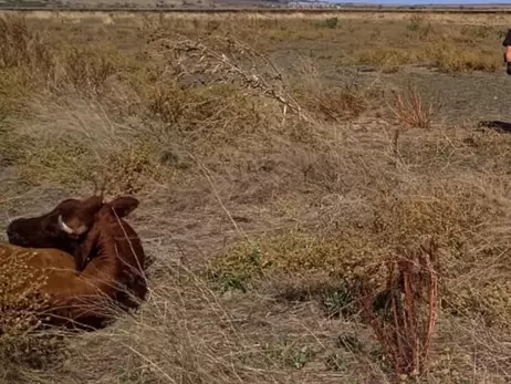 В Николаевской области на минном поле подорвались четыре коровы