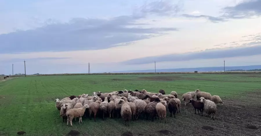 На Одещині двоє чоловіків вкрали у фермерів понад сотню овець