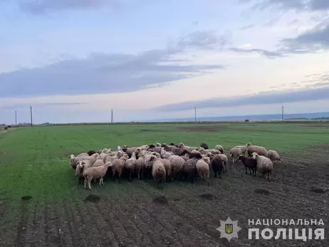 В Одесской области двое мужчин украли у фермеров более сотни овец