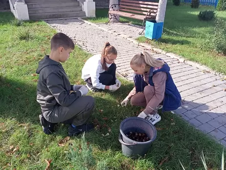 Куплю каштани: з плодів виготовляють ліки, антицелюлітні креми і корм для кіз