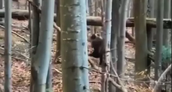 Пограничники показали видео, как вместе с медведем 