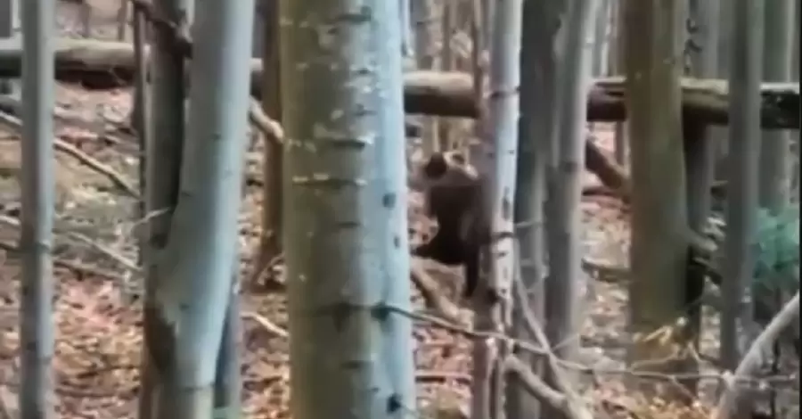 Прикордонники показали відео, як разом із ведмедем 