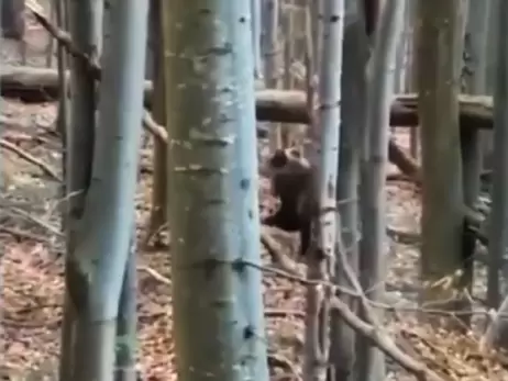 Прикордонники показали відео, як разом із ведмедем 