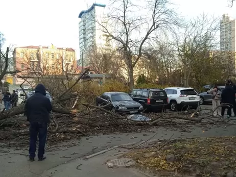 У Києві через сильний вітер впало дерево і вбило жінку