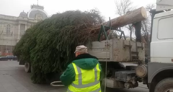 Во Львове устанавливают новогоднюю елку