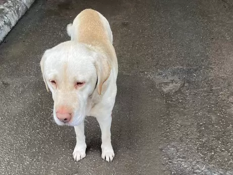 На границе с Польшей хозяева бросили лабрадора, которого не пропустили на КПП