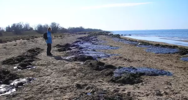 Экологи об утечке российского мазута в Черном море: Погибших дельфинов уже до сотни, а птиц не спасти