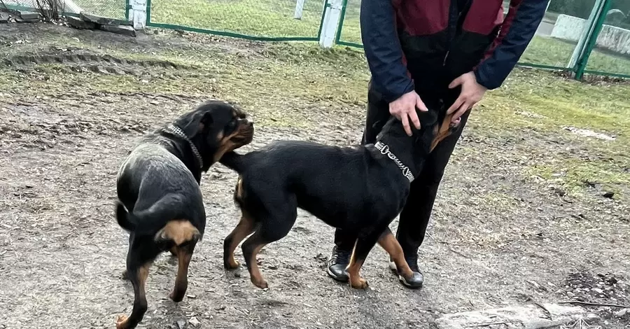 У Києві врятували собак, які добу просиділи закритими в автомобілі