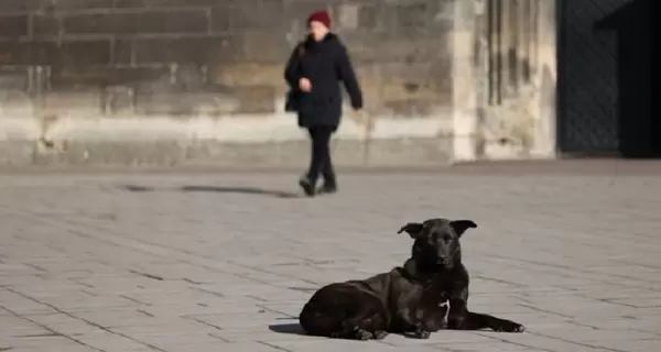 На улицах Львова неизвестные разбрасывают яд для собак - владельцев предупредили об опасности