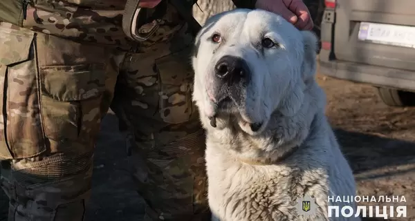 Полицейские эвакуировали из Покровска брошенного алабая и нашли ему новый дом