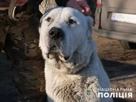 Поліцейські евакуювали з Покровська покинутого алабая та знайшли йому новий дім