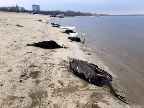 В Запорожье на берегу Днепра обнаружили десятки мертвых бакланов