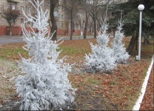 К Новому Году кто-то выкрасил городские елки в серебряный цвет ФОТО