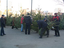 Елочный сезон во Львове в разгаре 