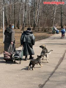 Собака кусала и грабила прохожих 