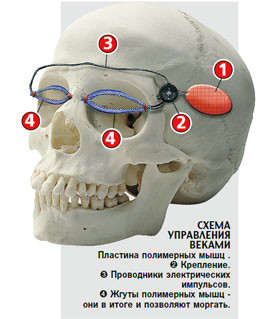 Ученые создают гибрид робота и человека 