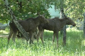 По Донецку гуляли дикие лоси 