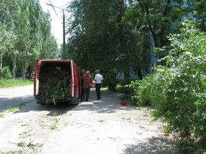 В городе снова устроили лесоповал  