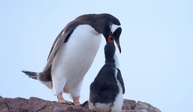 Фото: facebook.com/AntarcticCenter