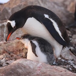 Фото: facebook.com/AntarcticCenter